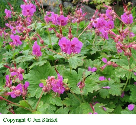 Geranium macrorrhizum 'Czakor'